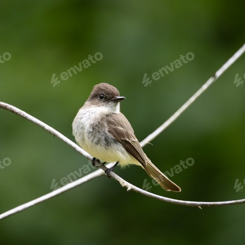 Preview: Tiny Eastern Phoebe (Sayornis phoebe) perched on a tree branch