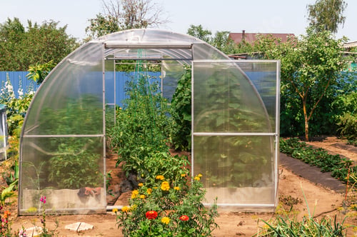 Preview: The small greenhouse with growing tomatoes and cucumbers in the garden with green vegetationon a sun