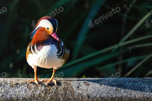 Preview: Colorful Mandarin Duck (Aix galericulata)