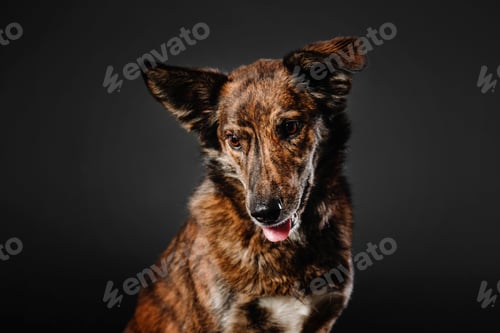 Preview: Mixed breed dog on a black background in the studio