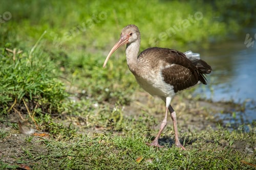 Preview: Juvenile ibis walks on grass.