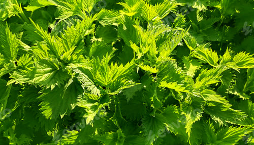 Preview: Green stinging nettle (urtica dioica)