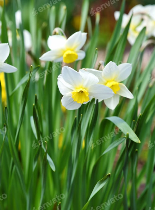 Preview: Narcissus flower, daffodils. Spring flowers in the garden
