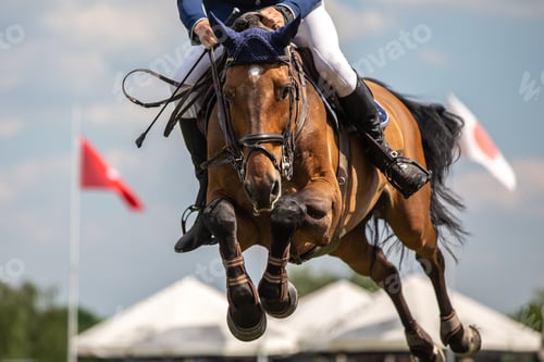 Preview: Horse Jumping, Equestrian Sports, Show Jumping themed photo.