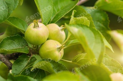 Preview: Green fruit apples