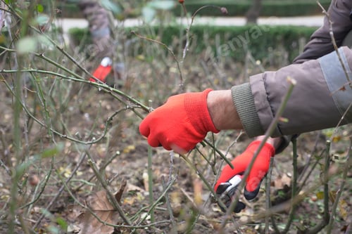 Preview: person kneeling on soil, cutting tree branches with scissors