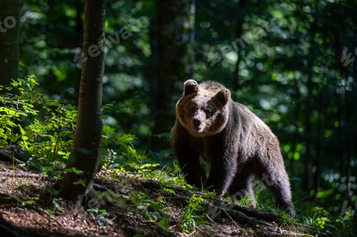 Preview: A curious brown bear in a lush forest landscape