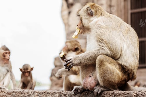 Preview: Monkeys sit are eating