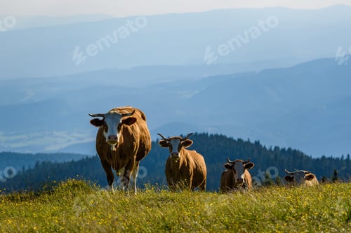 Preview: Cows on a meadow in Alps Austria. Schockl mountain above Graz place to visit