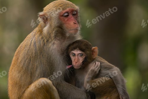 Preview: Macaques in nature. Macaques constitute a genus (Macaca) of gregarious monkeys.