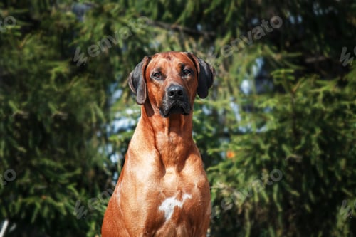 Preview: Rhodesian Ridgeback dog outdoor portrait