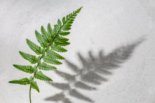 Preview: Fern leaf with hursh shadow on grey background