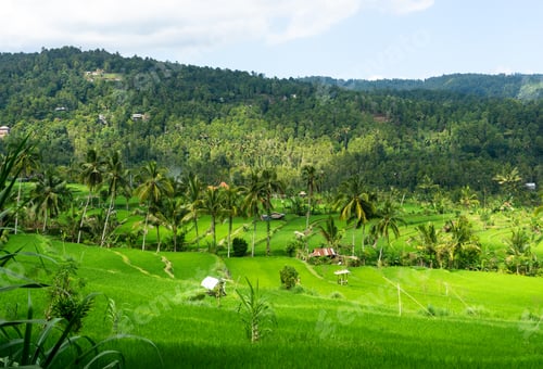 Preview: Rice fields and their rice yields are a typical sight of an agricultural country.