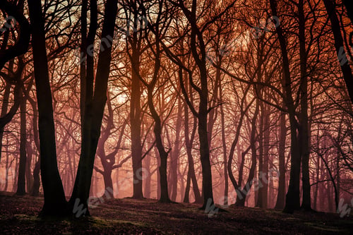 Preview: Mystical forest in autumn