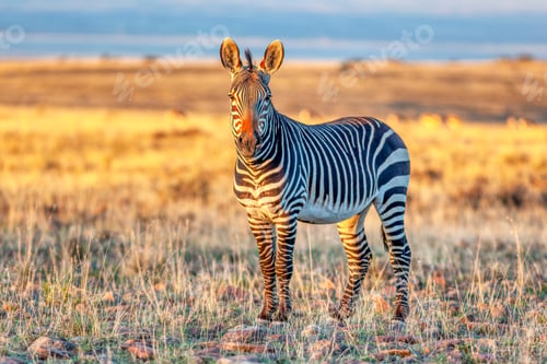 Preview: An Alert Cape Mountain Zebra