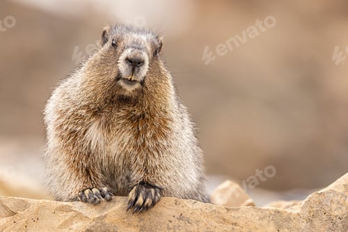 Preview: Marmot standing on a rock