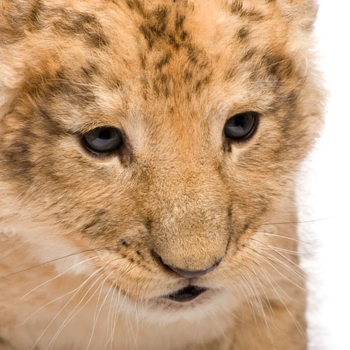 Preview: Lion Cub (6 weeks)