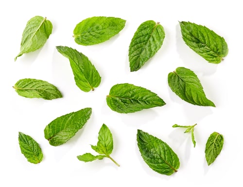 Preview: fresh green mint leaves background