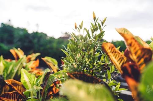 Preview: Lush exotic greenery on sunny day