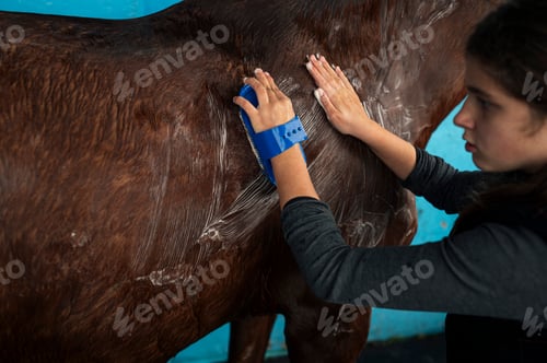 Preview: Girl with special clothes and washing her horse after riding it.