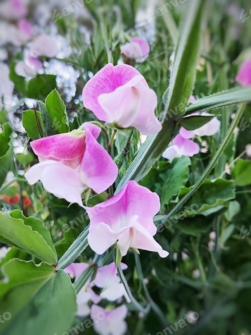 Preview: Closeup of the blossomed beautiful purple sweet pea flowers in the garden