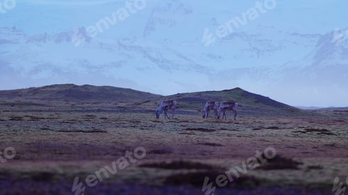 Preview: Fantastic mooses on fields in iceland
