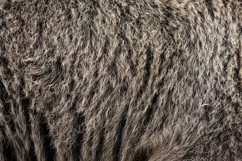 Preview: Close real brown bear fur texture