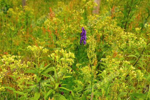 Preview: Closeup of beautiful wildflowers at Mount Rainier, WA