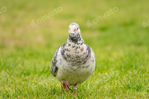 Preview: Portrait of an adorable spotted pigeon in the green field