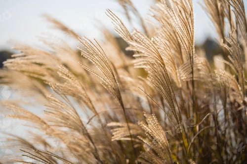 Preview: Closeup of lush grass in a field on a sunny day