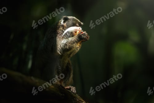 Preview: Emperor Tamarin eating fruit (Saguinus imperator)