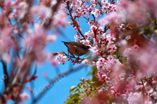 Preview: Cherry blossoms 🌸🌸🌸
