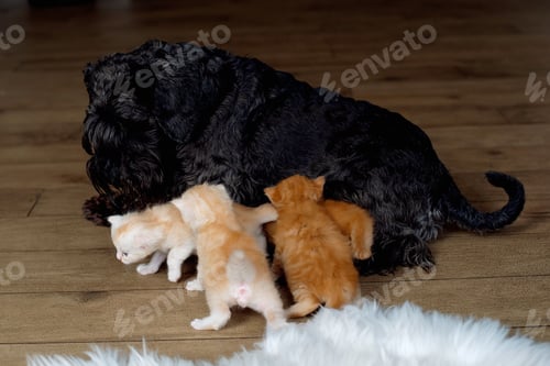 Preview: kittens and dog together at home. Cozy home concept