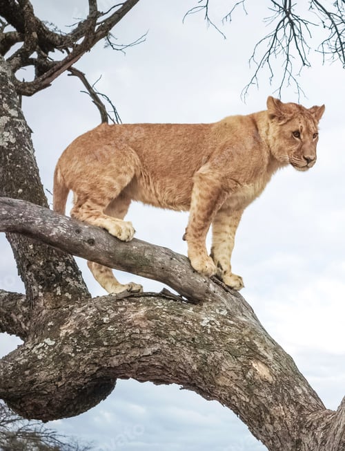 Preview: A Magical Zimbabwe Wildlife pictures