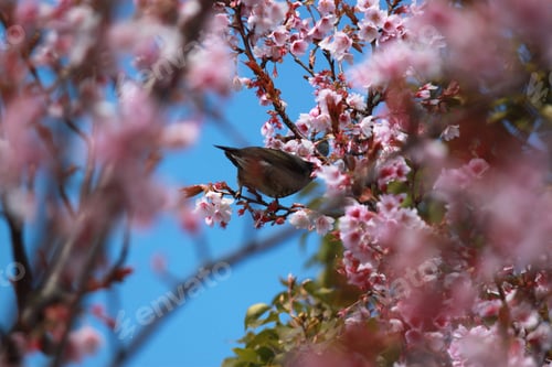 Preview: Spring time 🌸