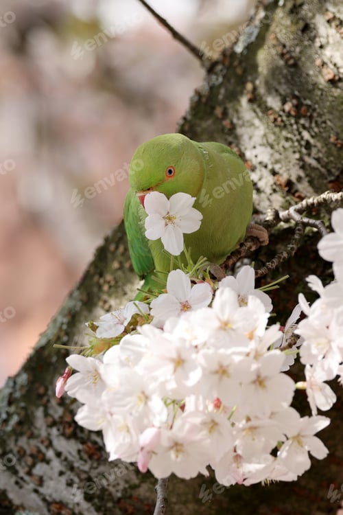Preview: view of green parakeet (Psittacula krameri) perching on blooming tree