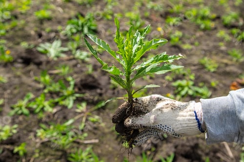 Preview: Digging up the weed sow thistle in the garden. Selective focus.