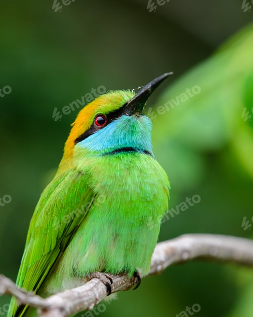 Preview: Cute green bee-eater bird profile close-up detailed photograph.