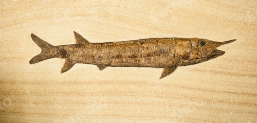 Preview: Fosil of fish with long body