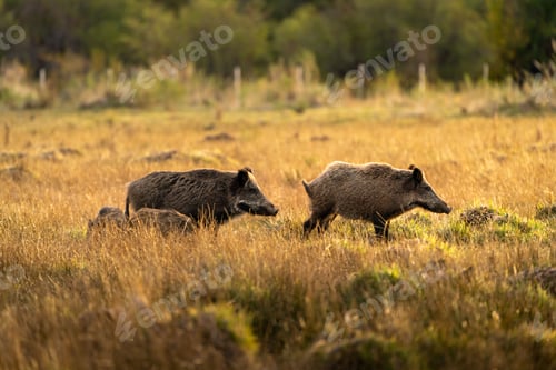 Preview: Herd of wild boars in a grassy field under the sunlight with a blurry background