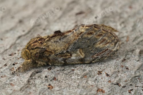 Preview: Closeup on the Great Prominent moth, Peridea anceps sitting on wood
