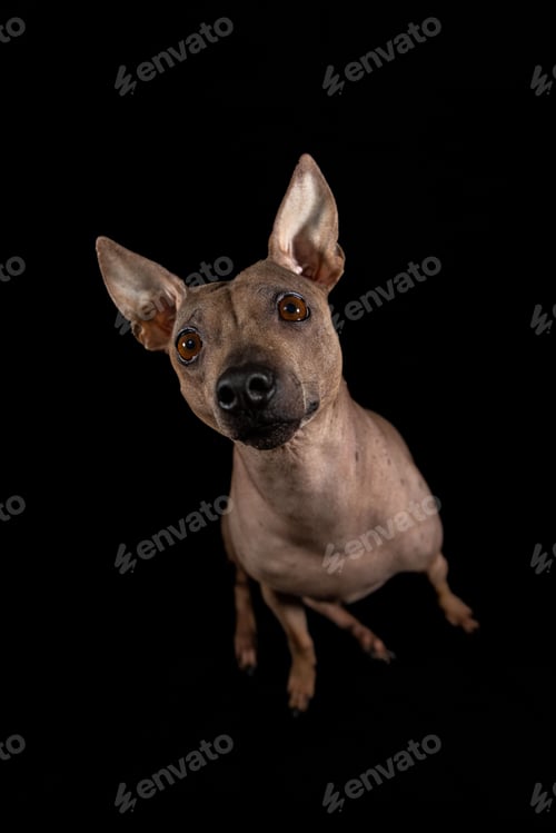 Preview: Cheerful American Hairless Terrier stands proudly against a deep black background
