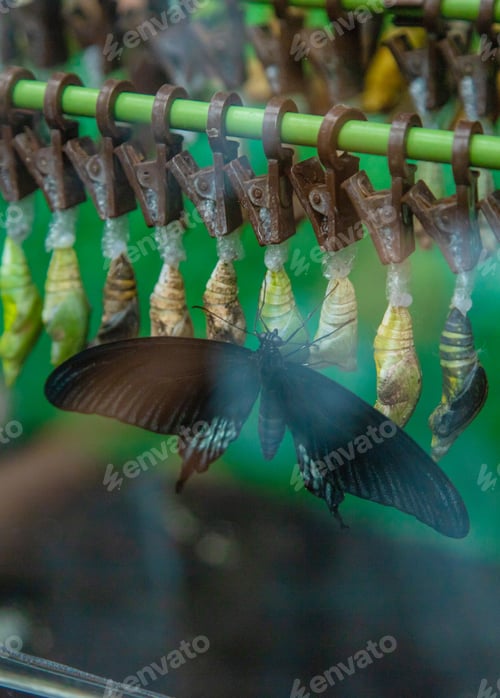 Preview: Growing butterflies in an incubator. Selective focus.