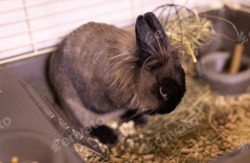 Preview: Brown cute rabbit close-up enjoying at home - animal symbol chinese new year 2023 and pet concept