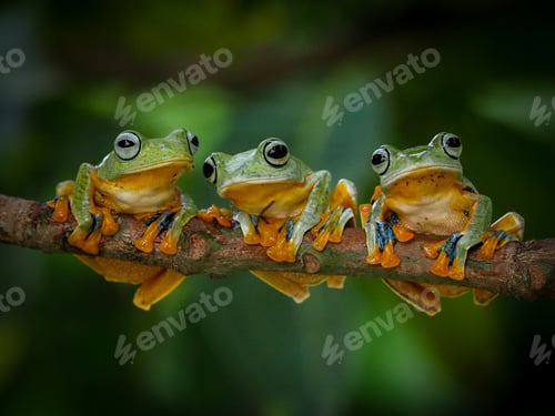 Preview: flying frog