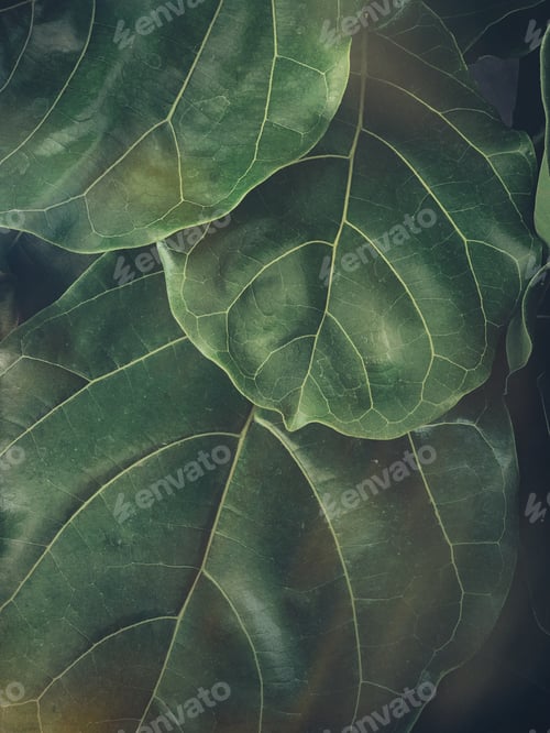 Preview: Leafy moody background