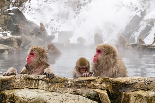 Preview: Snow monkeys sitting in the hot springs