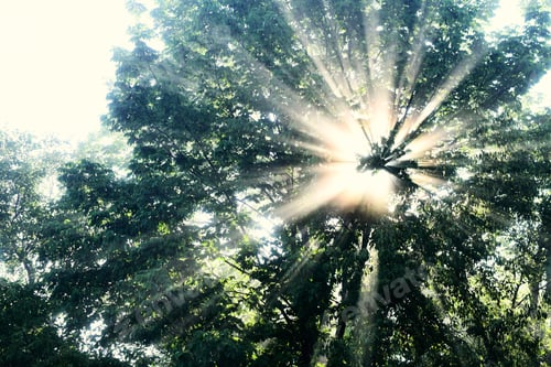 Preview: Morning sunlight streaming through fog and trees as beams of light sunshine, horizontal