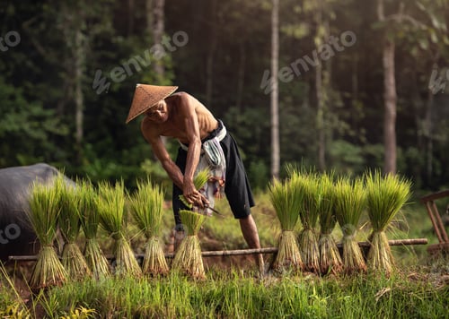 Preview: Traditional asian Thai farmer working in rice field.