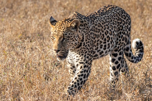 Preview: Male Leopard, Panthera pardus, walking through grass.